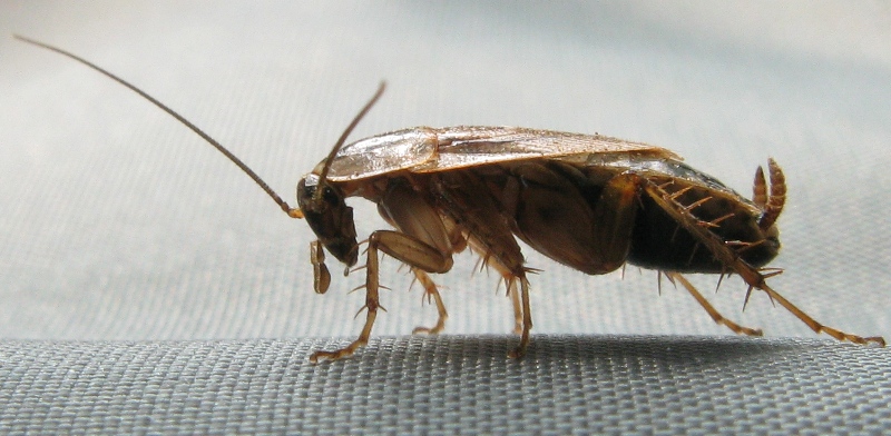 Ectobius ticinus